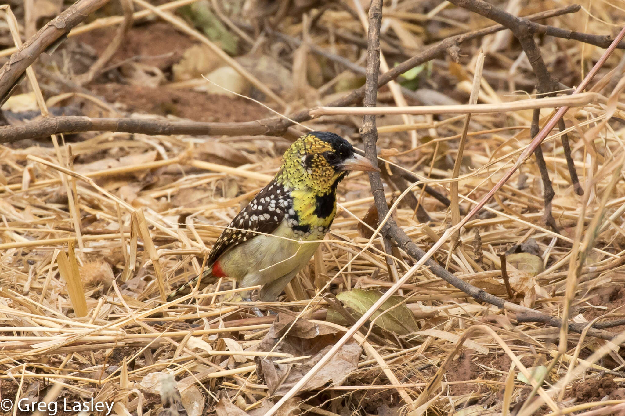 Image of D'Arnaud's Barbet