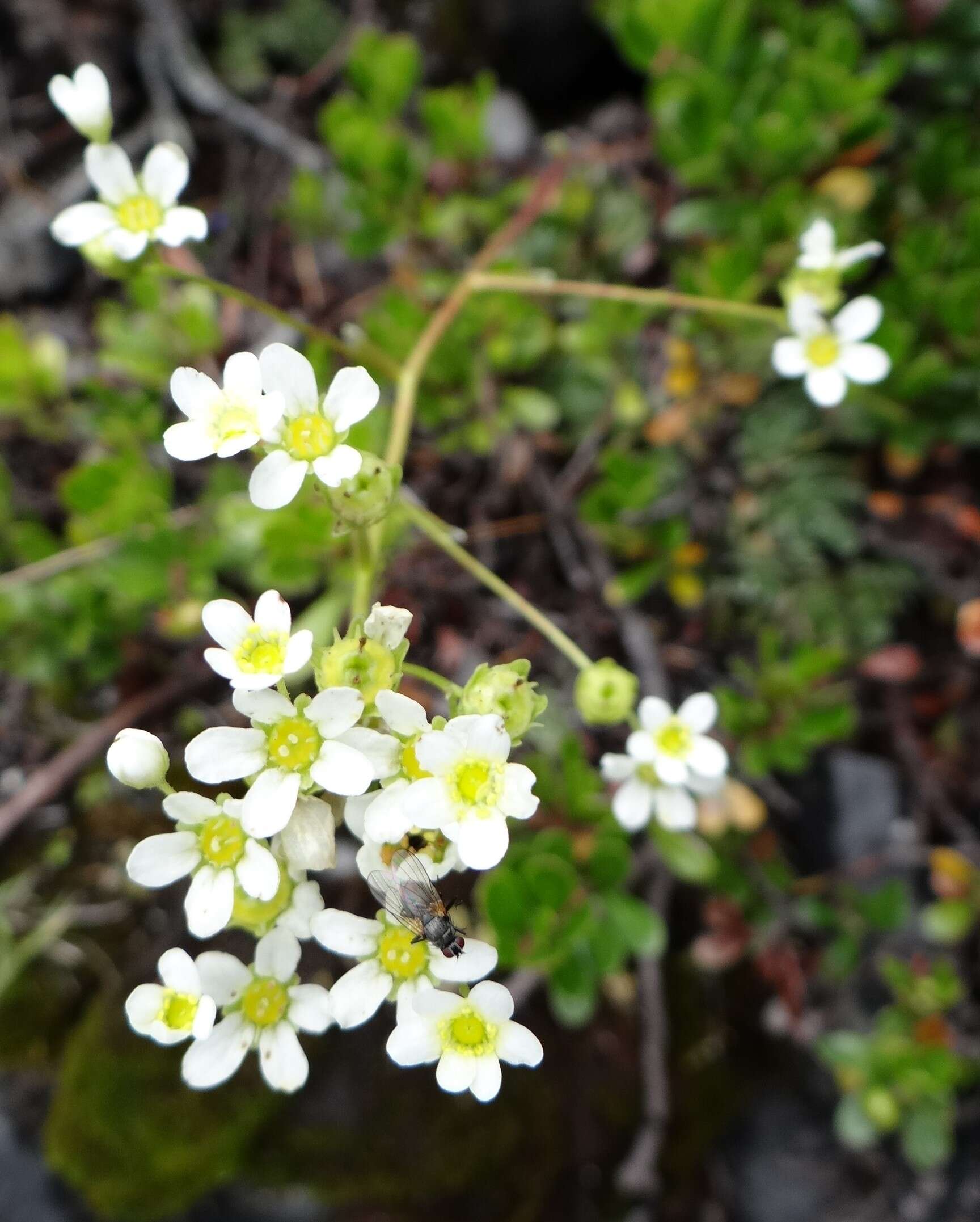 Image of Livelong Saxifrage