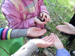 Image of Arboreal Salamander