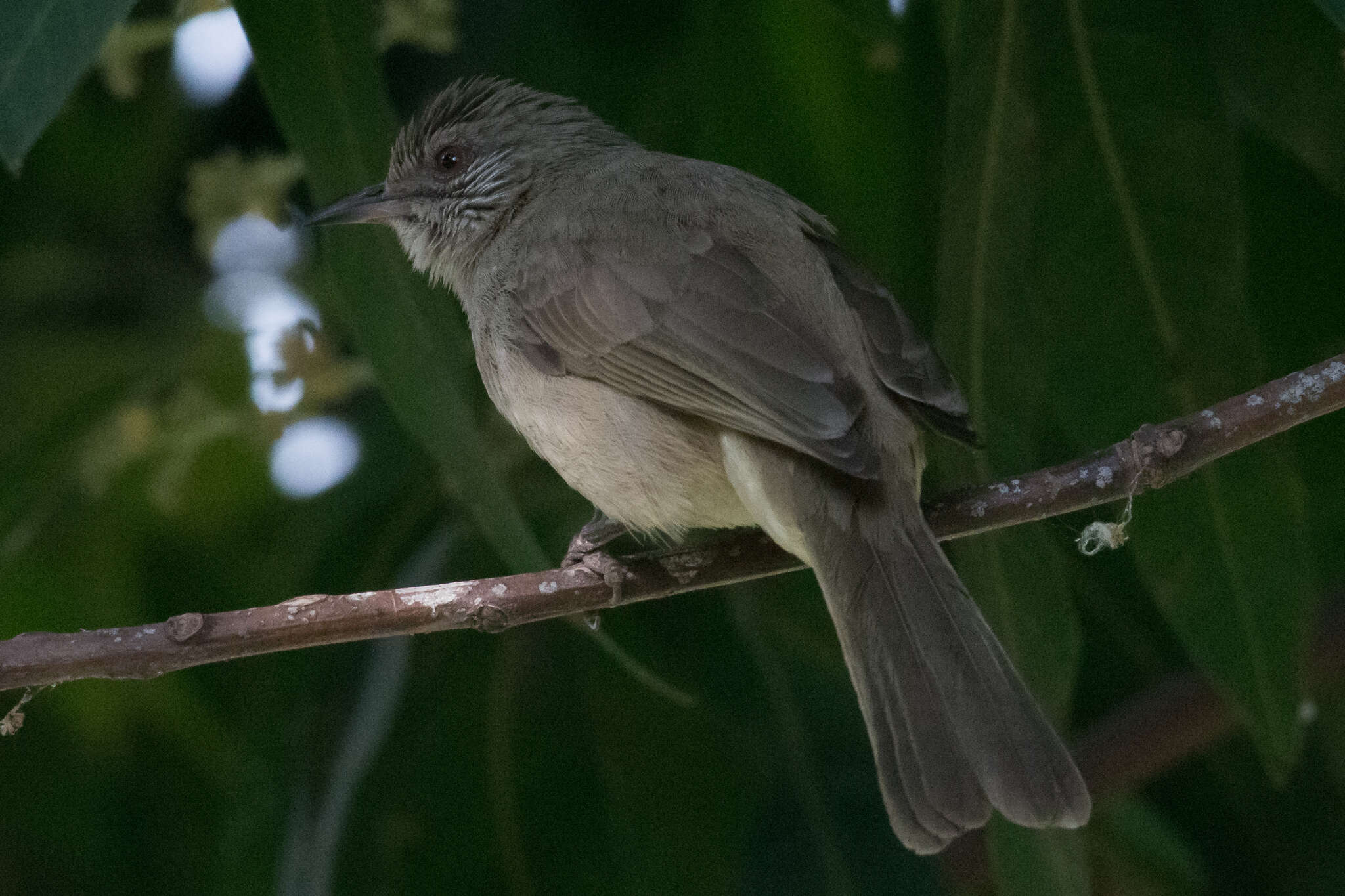 Image of Ayeyarwady Bulbul