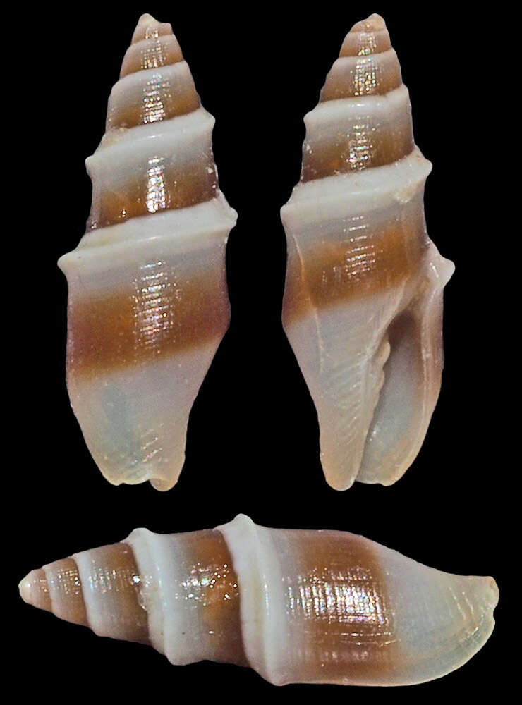 Image of Carinomitra peculiaris (Reeve 1845)