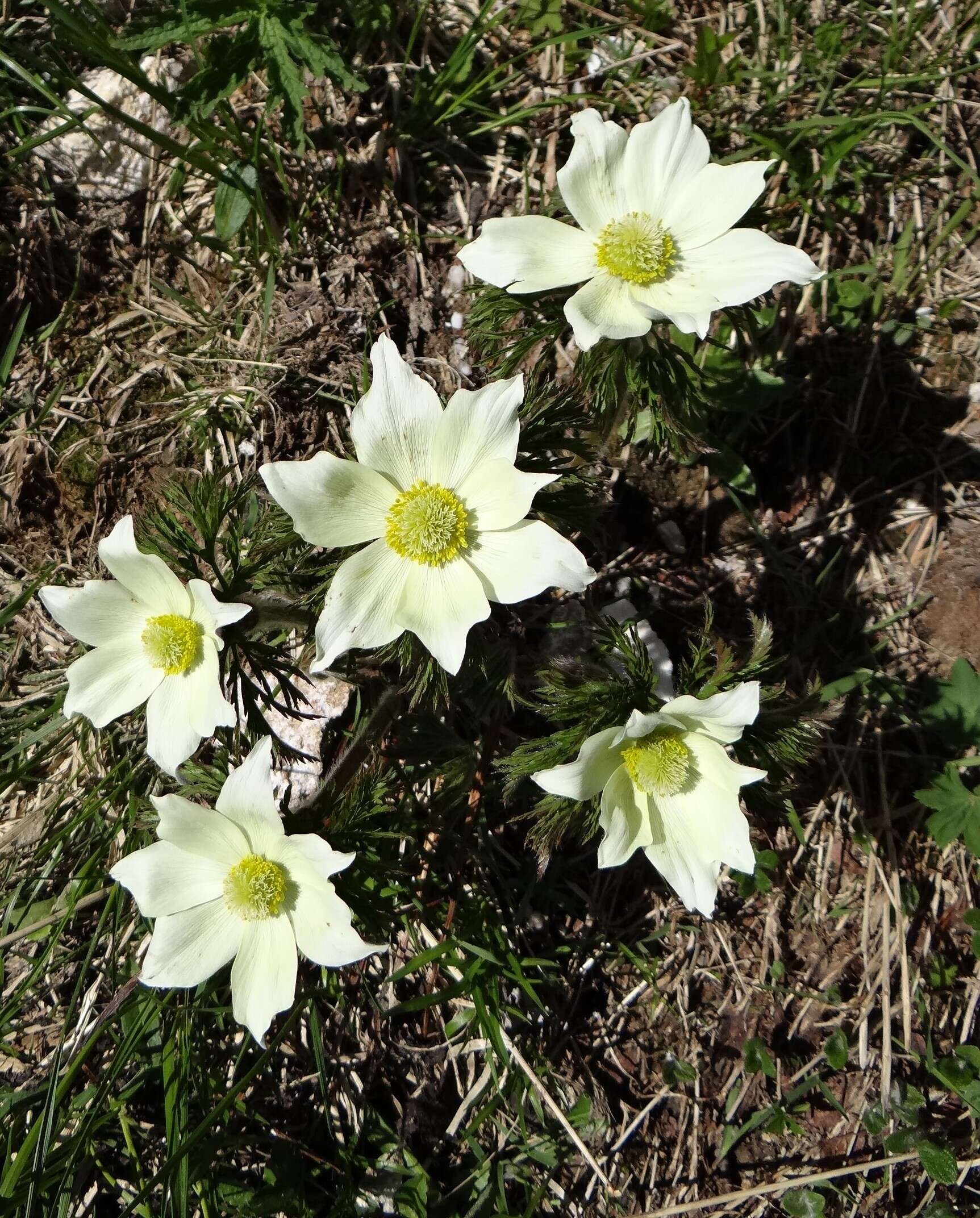 Image of alpine anemone