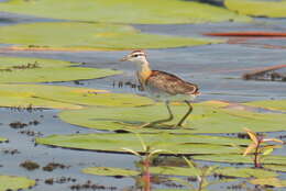 Image of Microparra Cabanis 1877