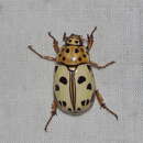 Image of Lutera nigromaculata Ohaus 1900