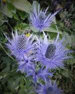 Eryngium alpinum L. resmi