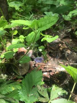 Image of Wood speedwell