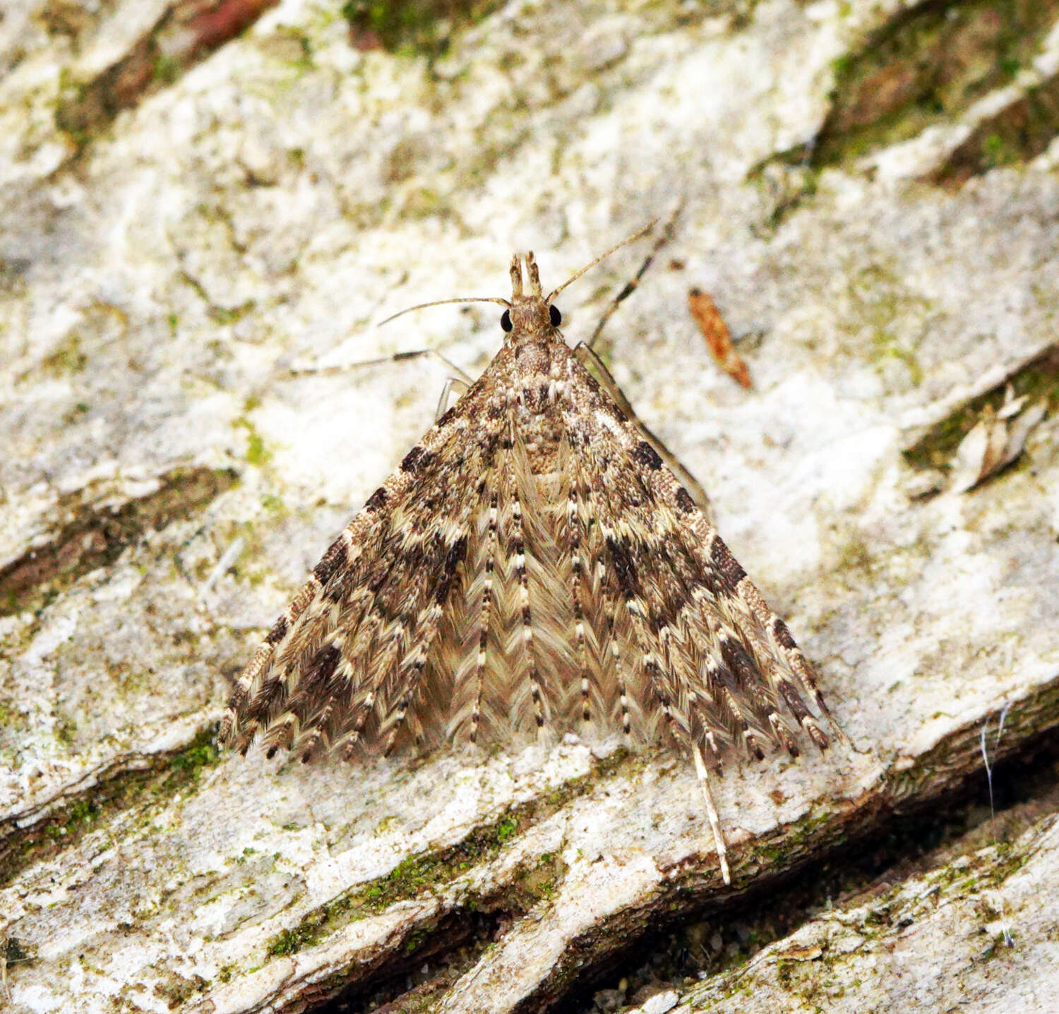 Image de Alucita hexadactyla Linnaeus 1758