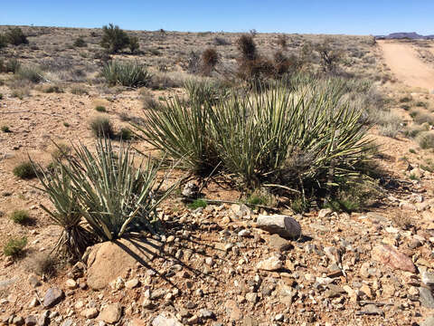 Yucca baccata Torr. resmi