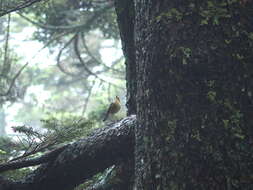 Image of White-browed Bush Robin