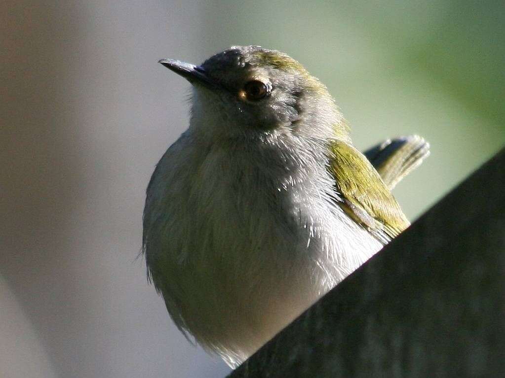 Image de Camaroptère à tête grise