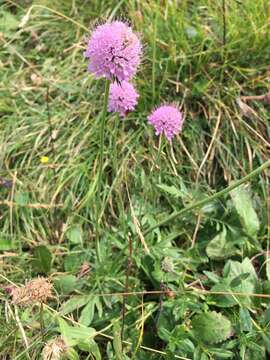 Image of Scabiosa velenovskiana Bobrov