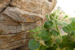 صورة Camptoloma rotundifolia Benth.