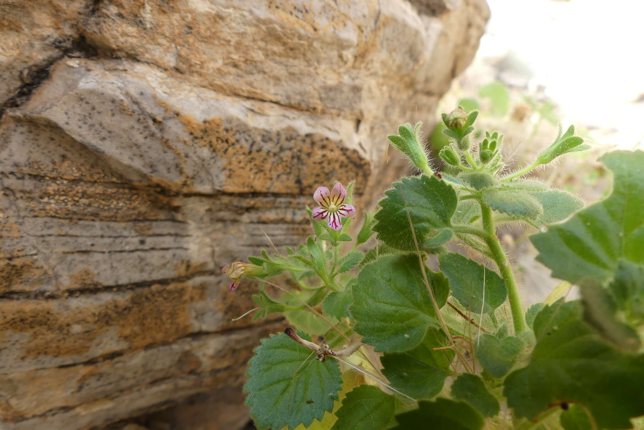 Imagem de Camptoloma rotundifolia Benth.