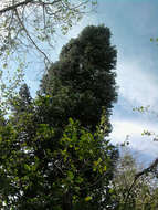 Image of Abies concolor var. concolor