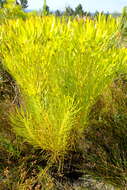 Image of Leucadendron platyspermum R. Br.