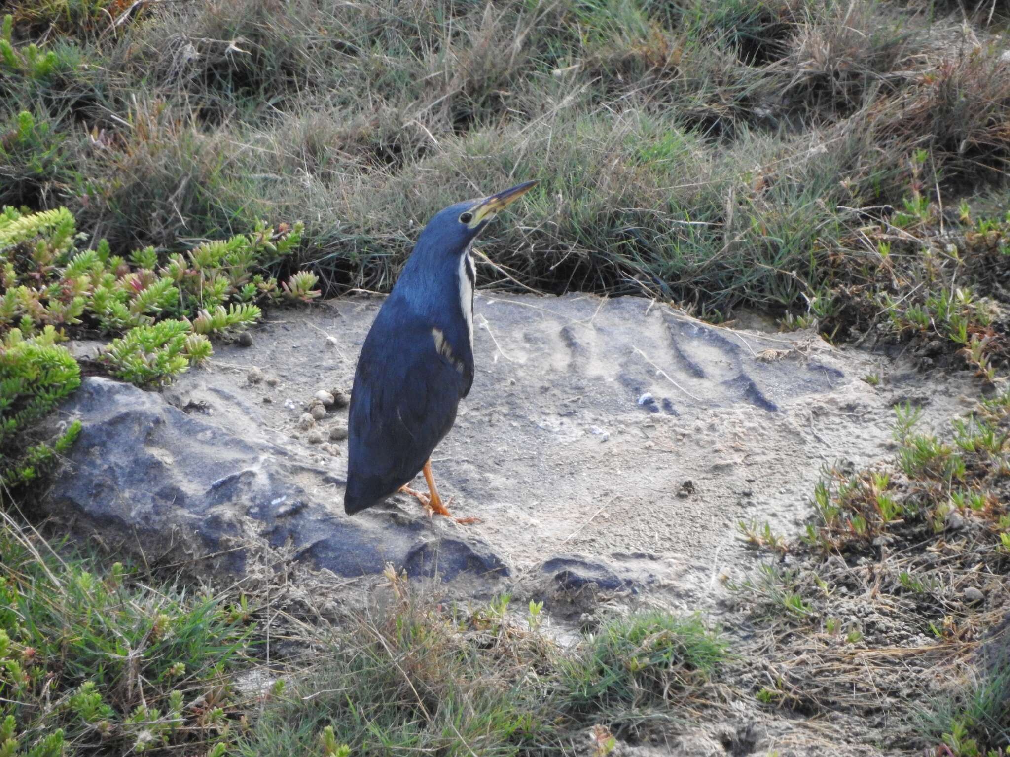 Image of Dwarf Bittern