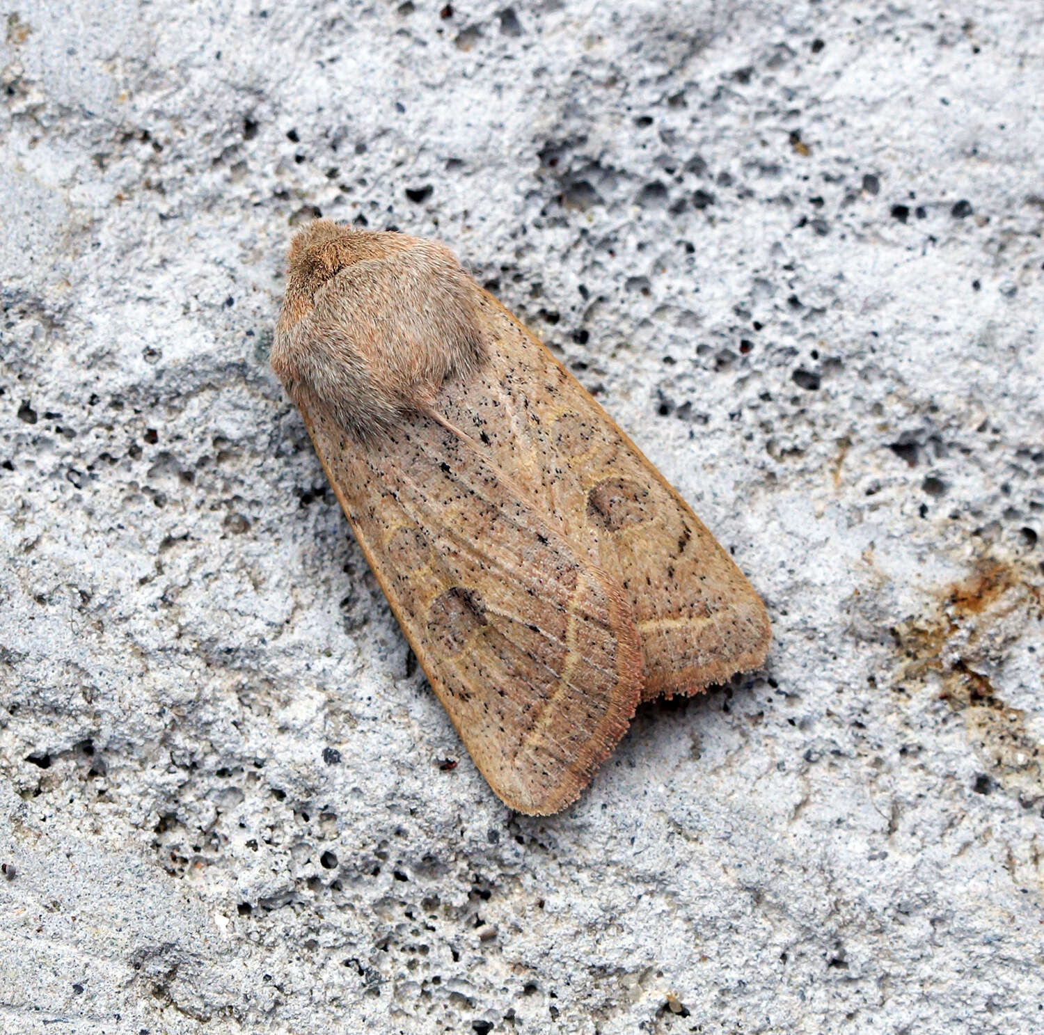 Слика од Orthosia gracilis Schiffermüller 1775