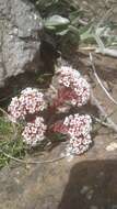 Image of Crassula natalensis Schönl.