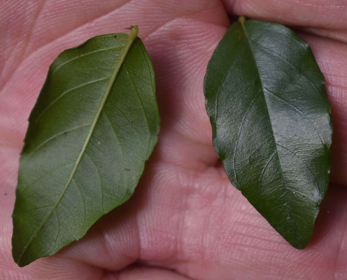 Image de Berchemia ecorollata F. Müll.