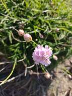 Image of Armeria ruscinonensis Girard