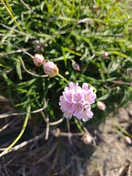 Plancia ëd Armeria ruscinonensis Girard