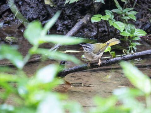 Image of Riverbank Warbler