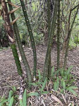 Image of puntingpole bamboo