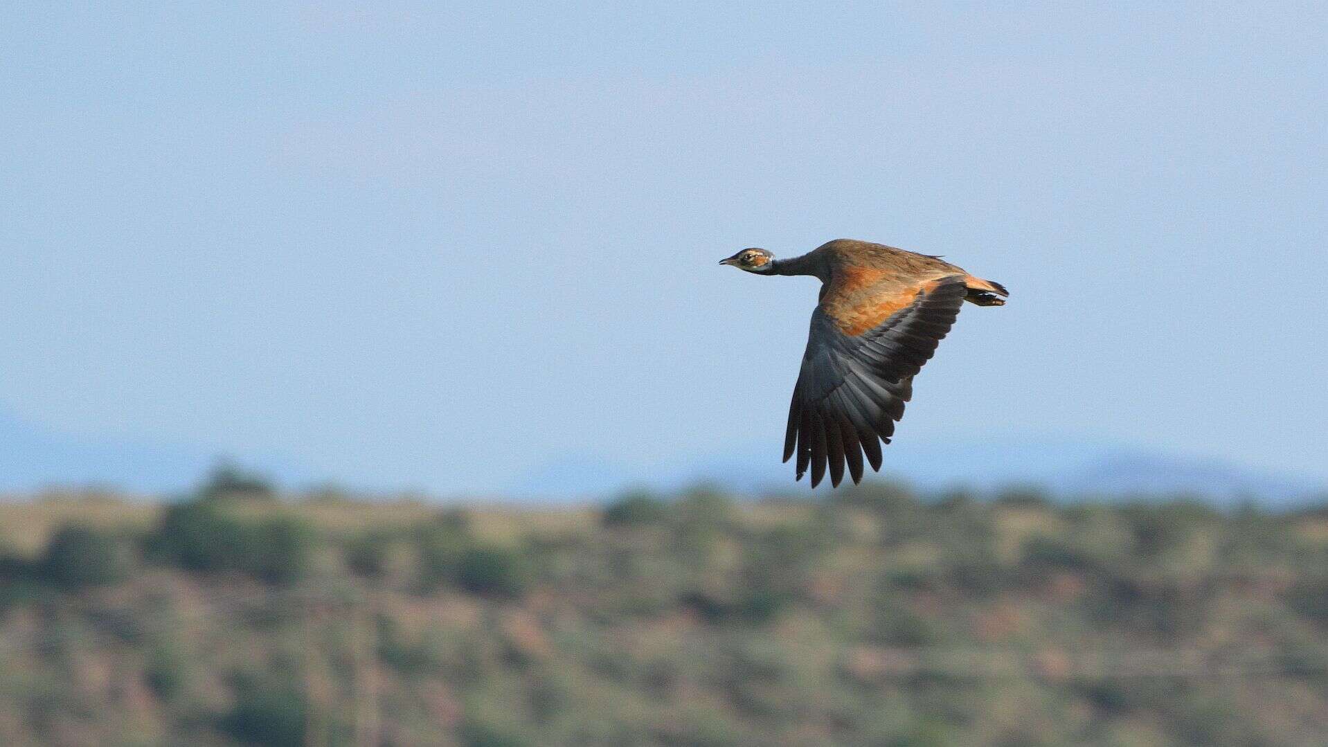 Image of Blue Bustard