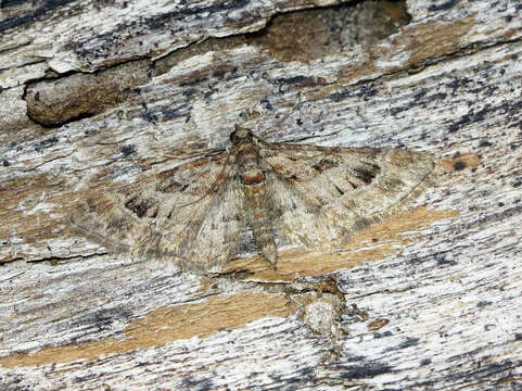 Image of double-striped pug