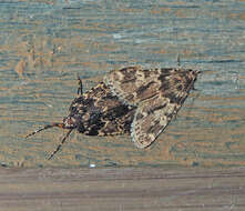 Image of Meal Moth