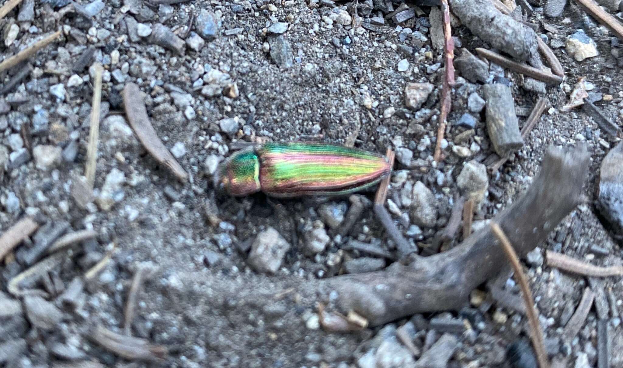 Image of Buprestis intricata Casey 1909