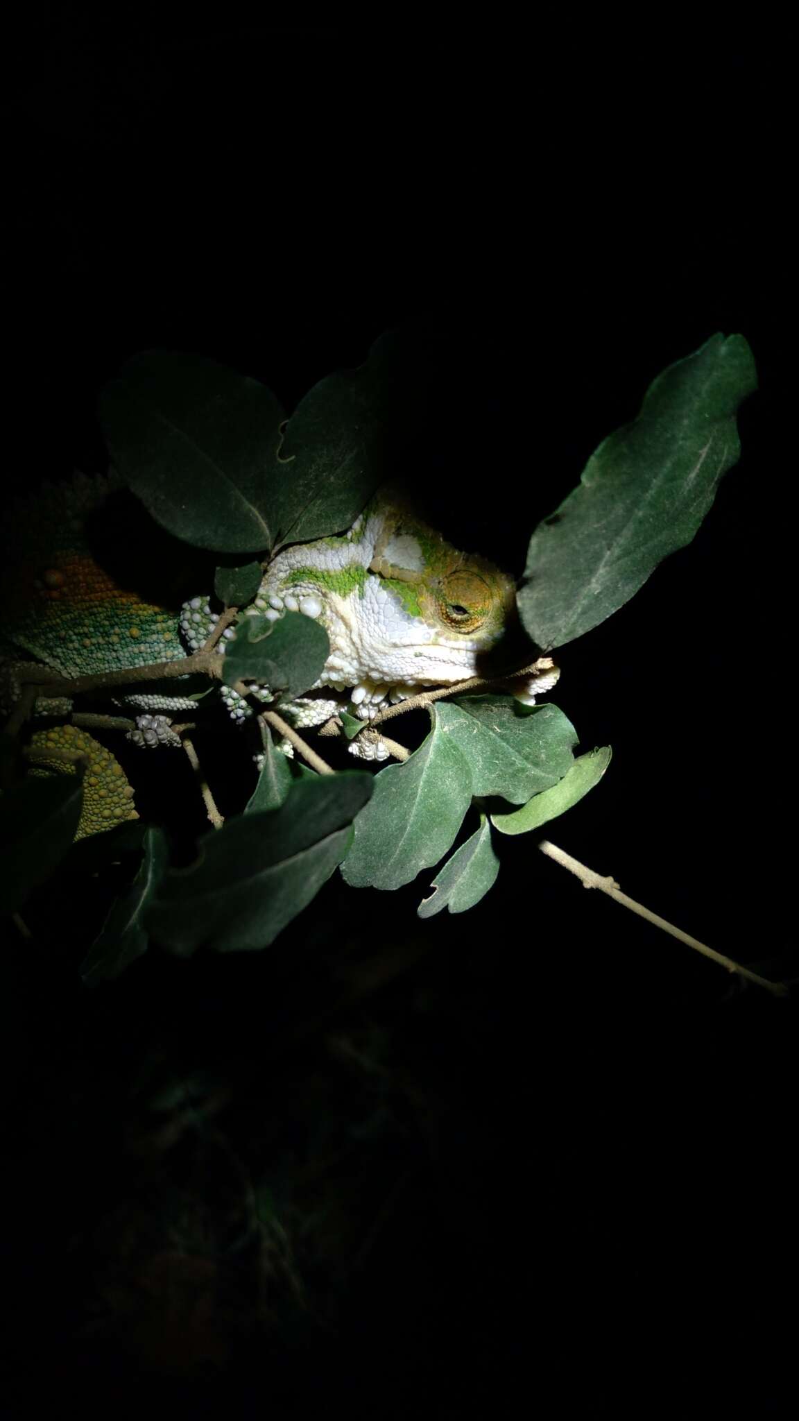 Image de Caméléon nain du Transvaal