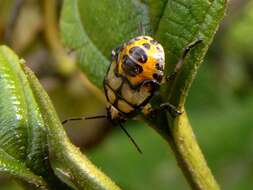 Image of Podisus Herrich-Schaeffer 1851