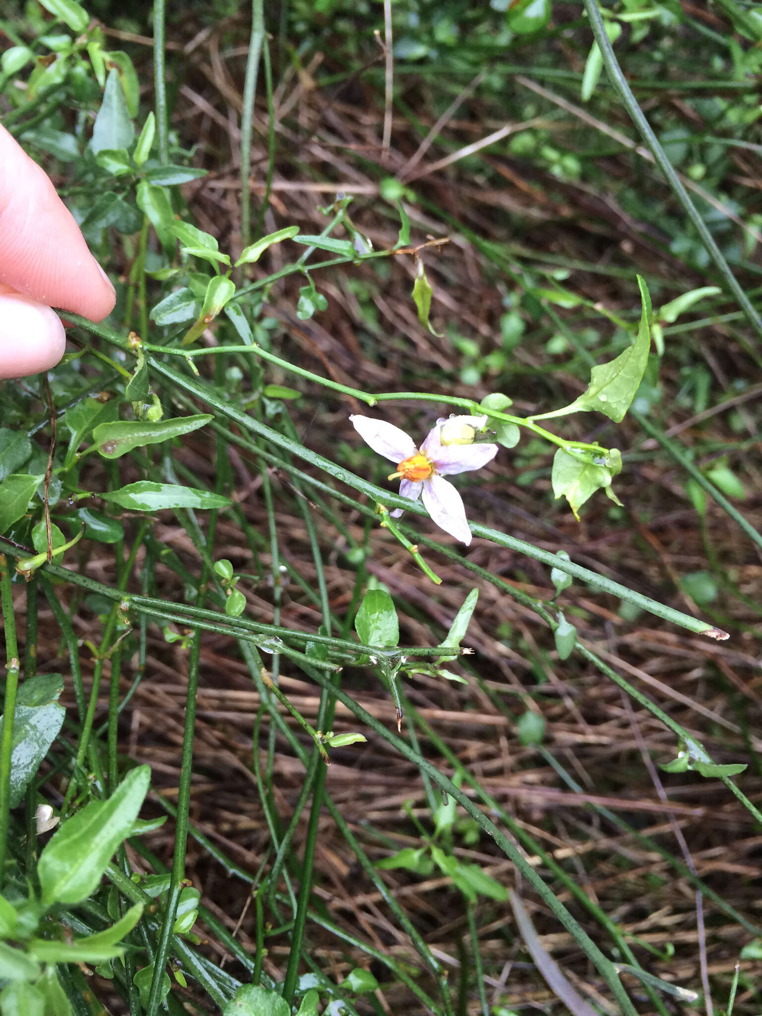 Image of Texas nightshade