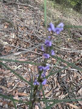 Image of Blue Bonnet