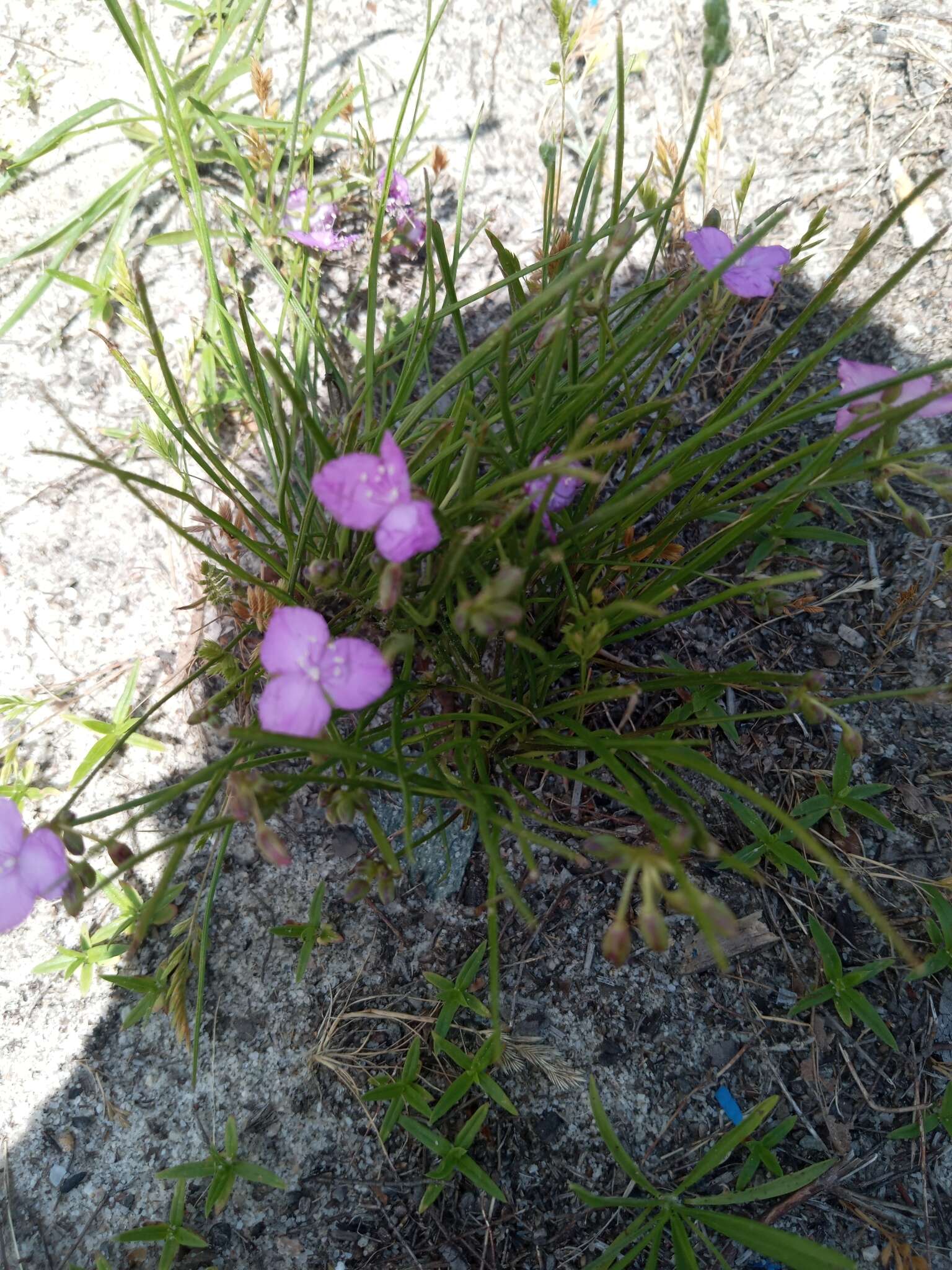 Image de Callisia graminea (Small) G. C. Tucker