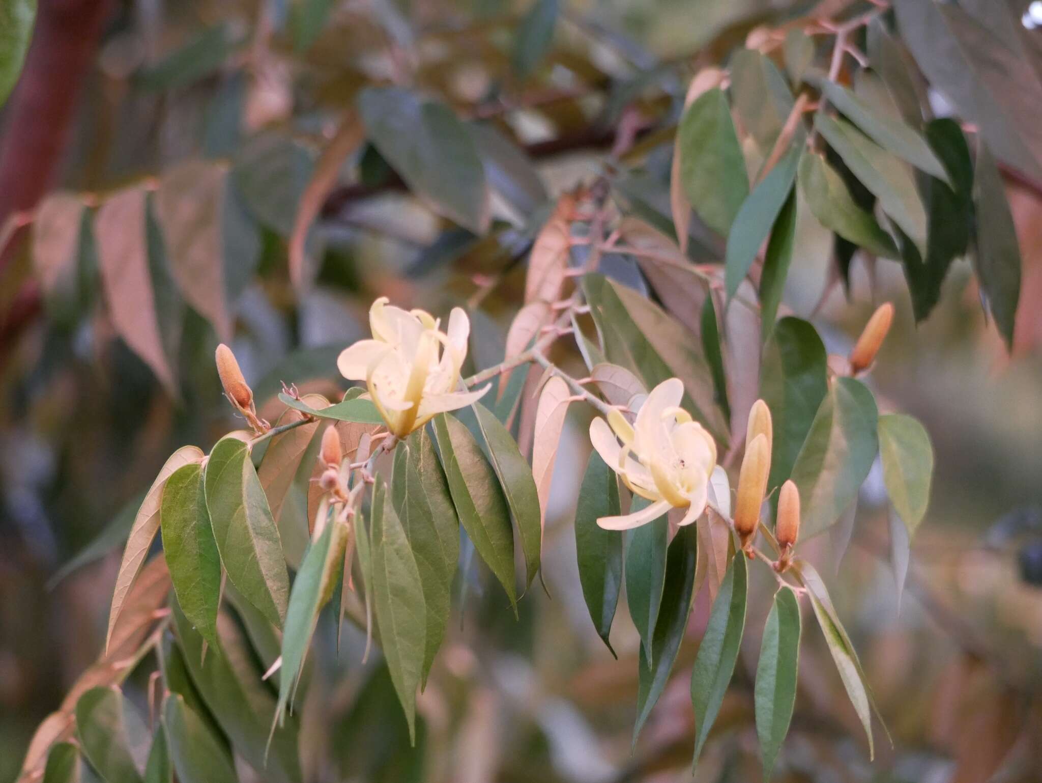 Sivun Pterospermum obliquum Blanco kuva