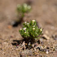 Plancia ëd Hyalosperma demissum (A. Gray) P. G. Wilson