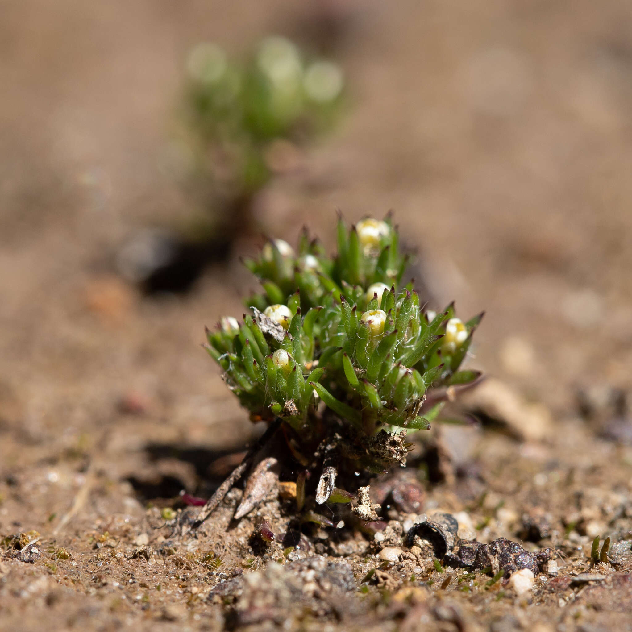 Image of Hyalosperma demissum (A. Gray) P. G. Wilson