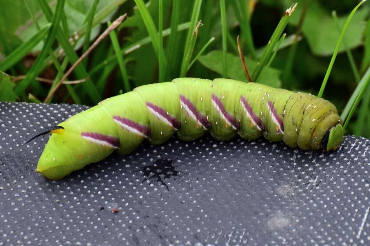 Image of privet hawk-moth