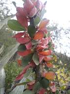 Image of Jatropha neopauciflora Pax