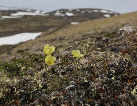 Imagem de Papaver radicatum subsp. radicatum