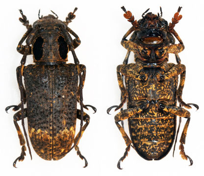 Image of <i>Alidus biplagiatus</i> Gahan 1893