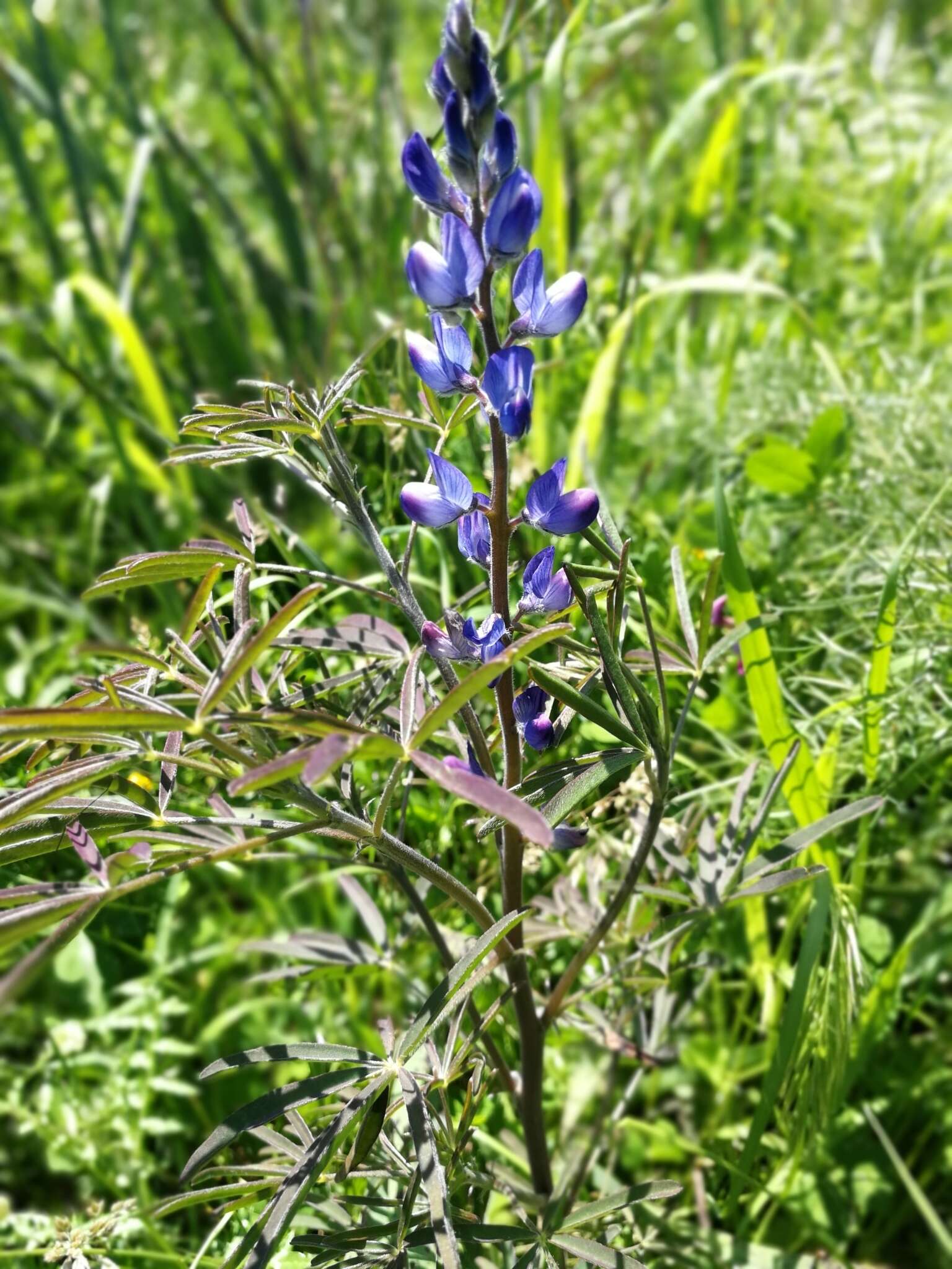 Image of narrowleaf lupine