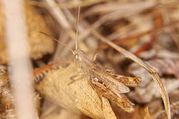 Image de Chorthippus (Glyptobothrus) dubius (Zubovski 1898)