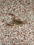 Euscorpius aquilejensis (C. L. Koch 1837) resmi