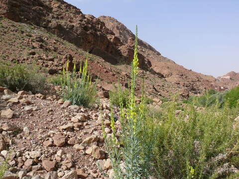 صورة Linaria ventricosa Cosson & Bal.