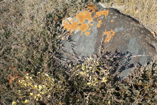 Image of creeping juniper