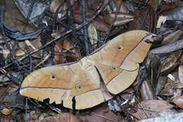 Image of Chinese Tasar Oak Moth