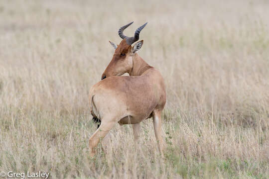 Image of Coke's Hartebeest